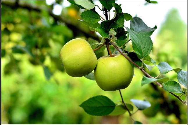 آذر سیب زاگرس